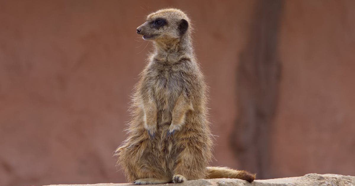 découvrez tout ce que vous devez savoir sur les furets, ces animaux de compagnie malicieux et attachants. apprenez comment en prendre soin, leur alimentation, leur comportement et des conseils pour leur bien-être.